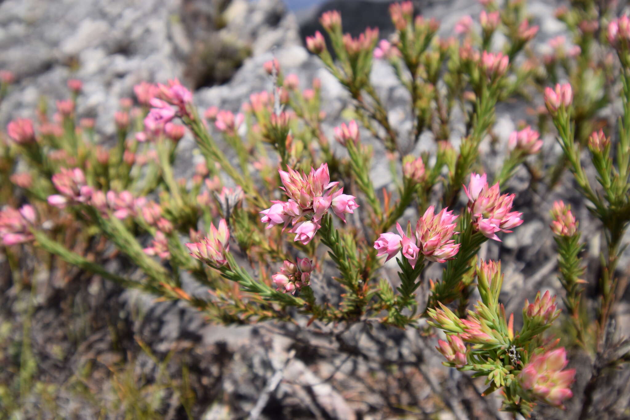 Image of Erica taxifolia