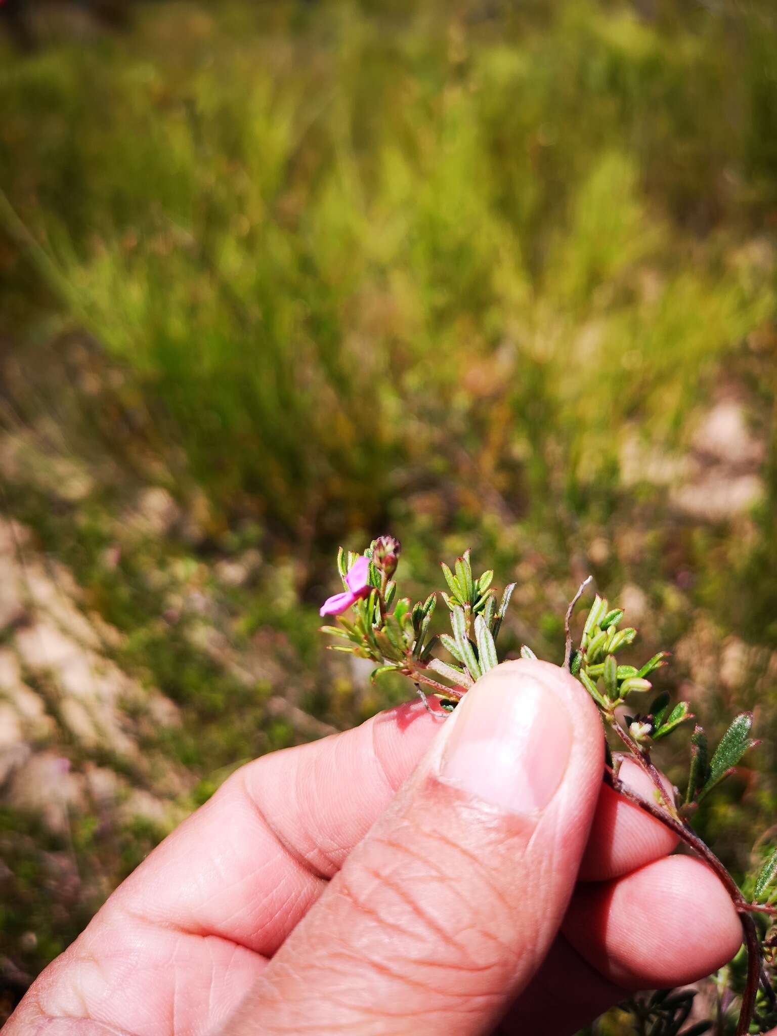 Imagem de <i>Indigofera <i>angustifolia</i></i> var. angustifolia