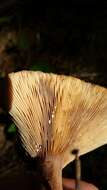 Image of Rufous Milkcap