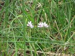 Image of Freesia laxa subsp. azurea (Goldblatt & Hutchings) Goldblatt & J. C. Manning