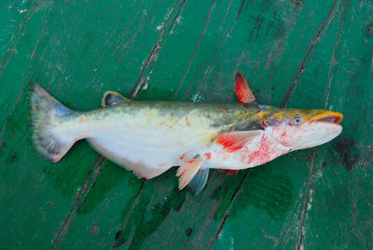 Image of Catfish