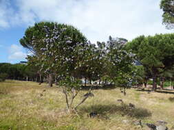 Image of Fountain bush