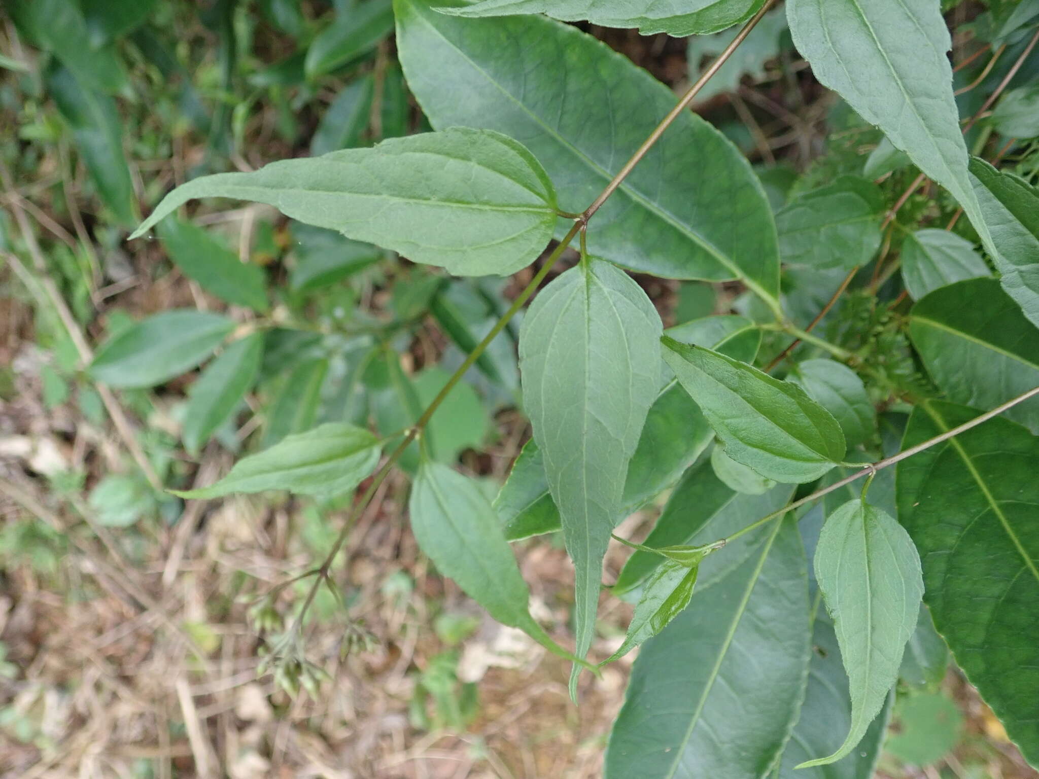 Image of Eupatorium tashiroi Hayata