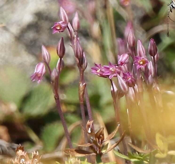 Image of Allium parciflorum Viv.