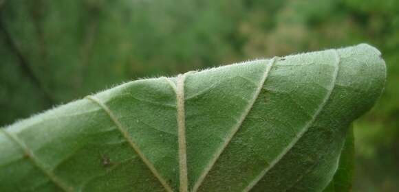 Image of Cornus sanguinea subsp. sanguinea