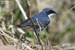 Image of Siberian Blue Robin