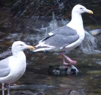 Image of Slaty-backed Gull