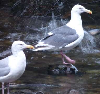 Image of Slaty-backed Gull