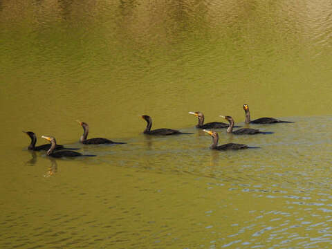 Image of Double-crested Cormorant