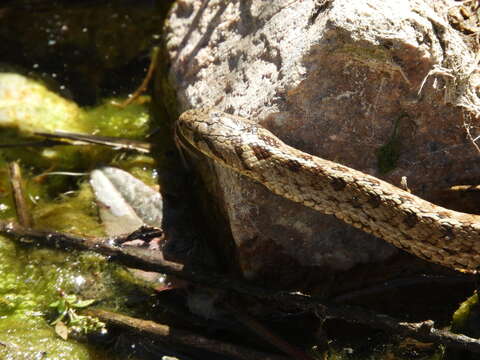 صورة Tachymenis peruviana Wiegmann 1835