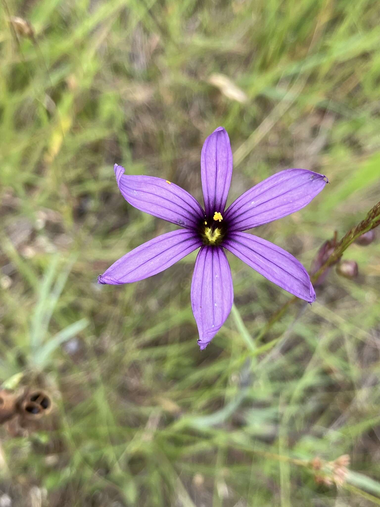 Image of Hitchcock's Blue-Eyed-Grass