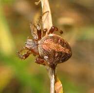 Image of Arabesque Orbweaver