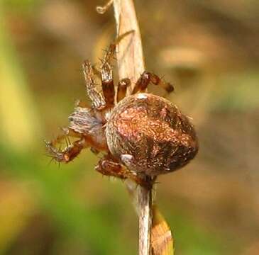 Image of Arabesque Orbweaver