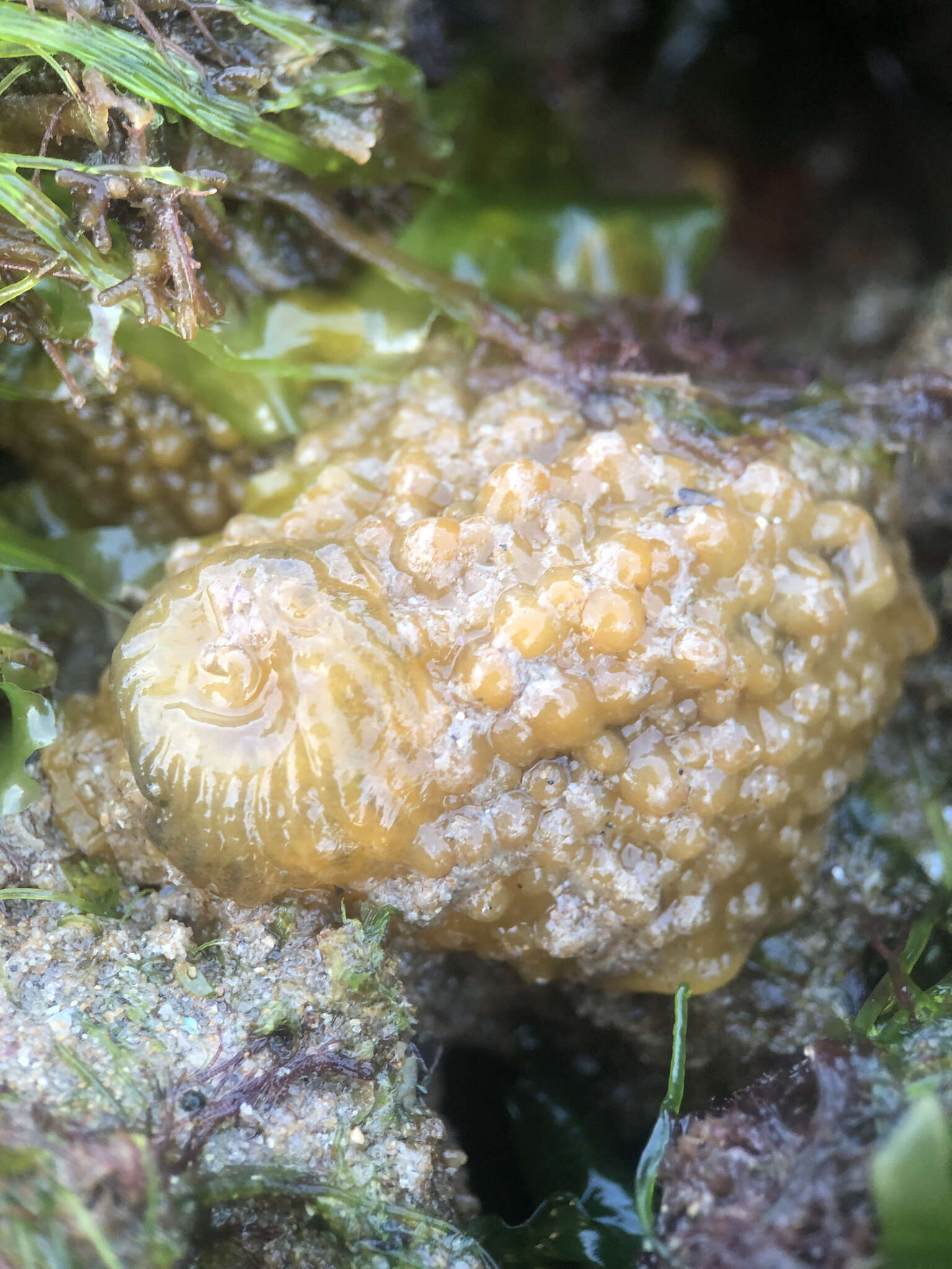 Image of Warty dorid