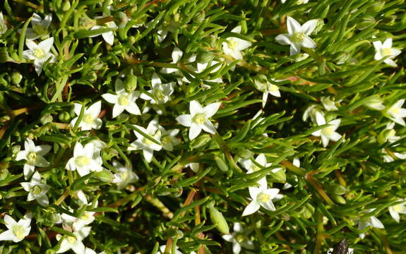 Image of Acrosanthes teretifolia Eckl. & Zeyh.