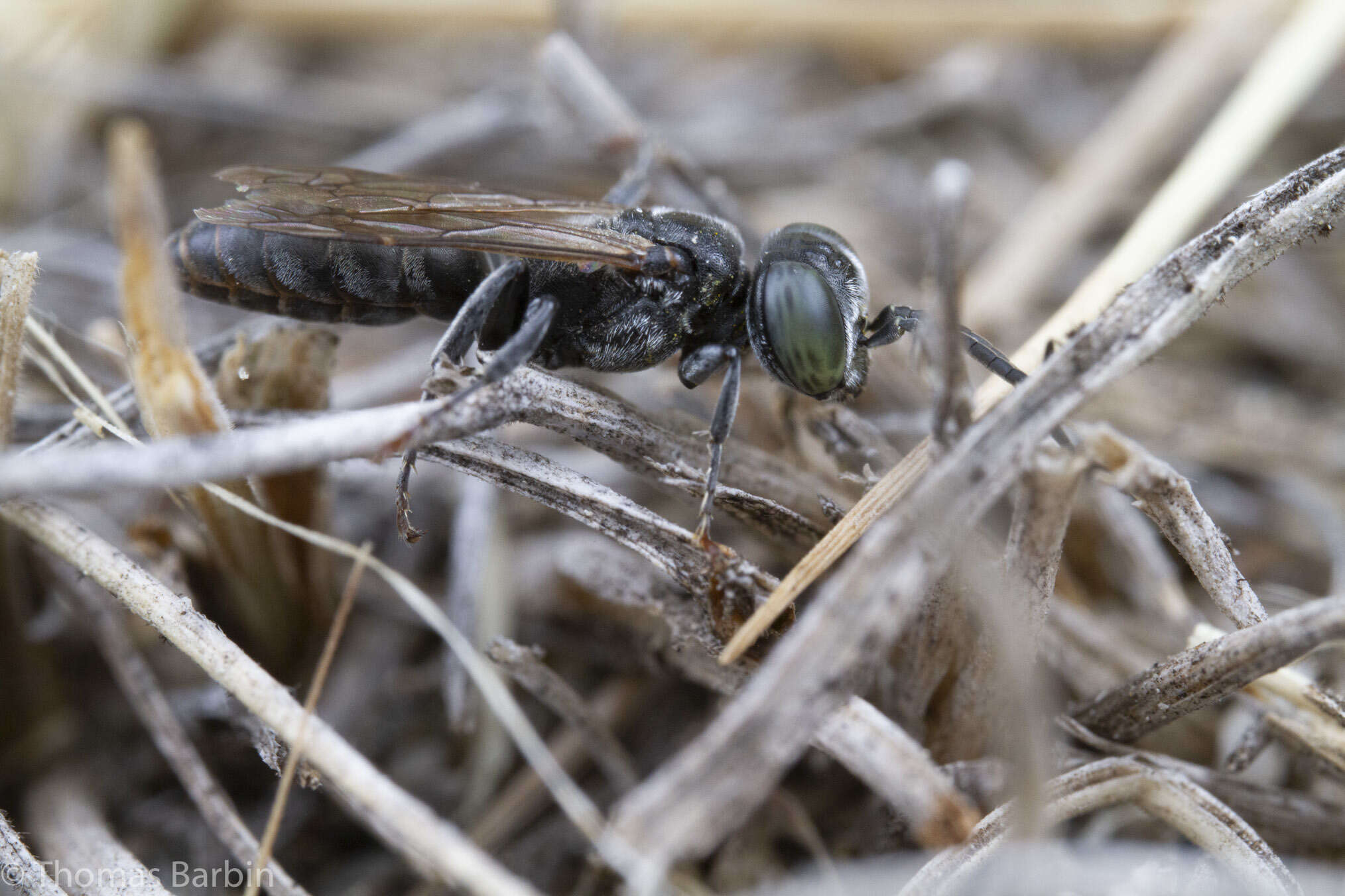 Image of Tachysphex terminatus (F. Smith 1856)