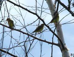 Image of Yellow-breasted Bunting