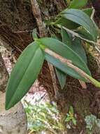Image of Epidendrum paucifolium Schltr.