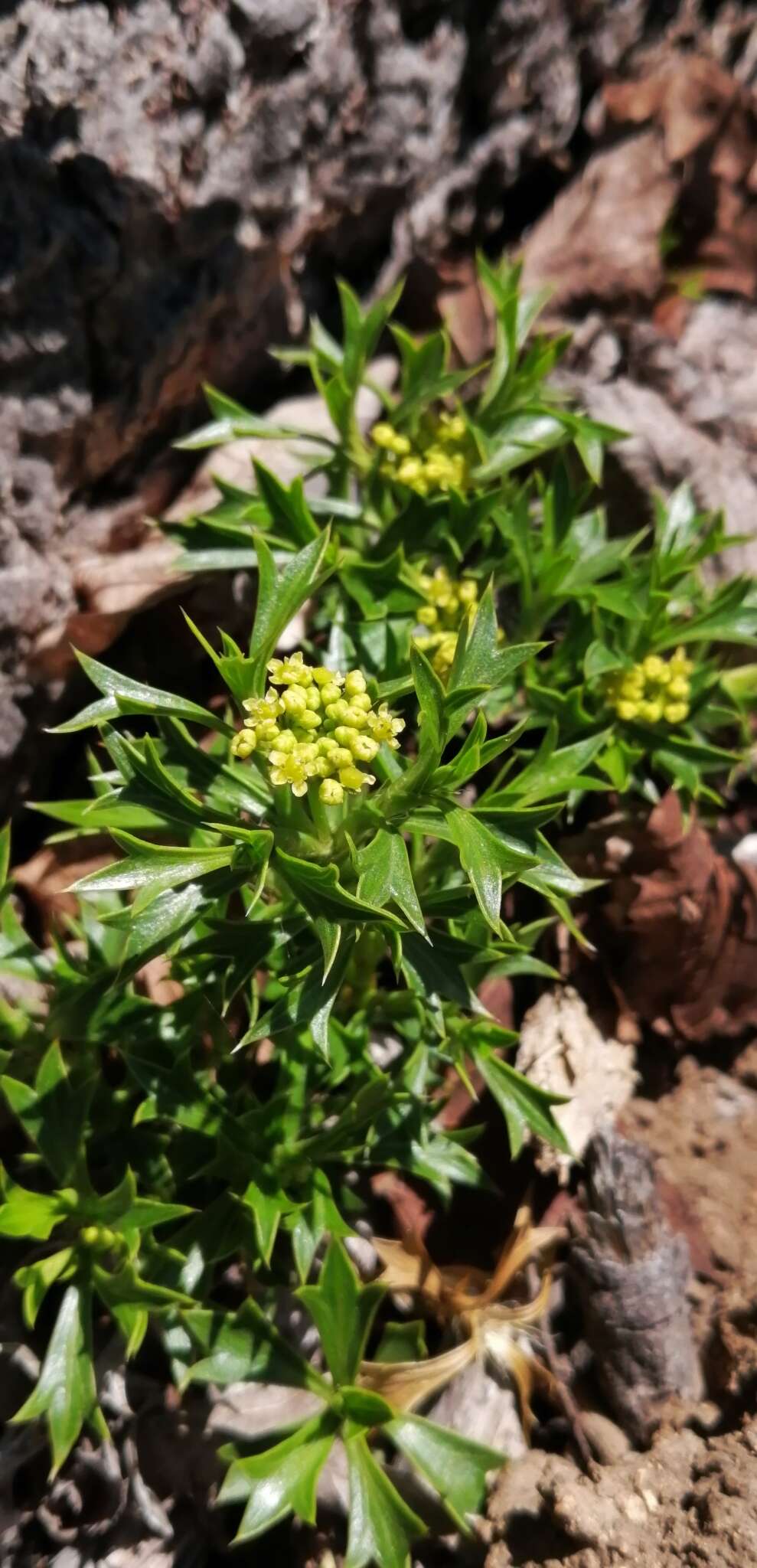 Imagem de Azorella spinosa (Ruiz & Pav.) Pers.