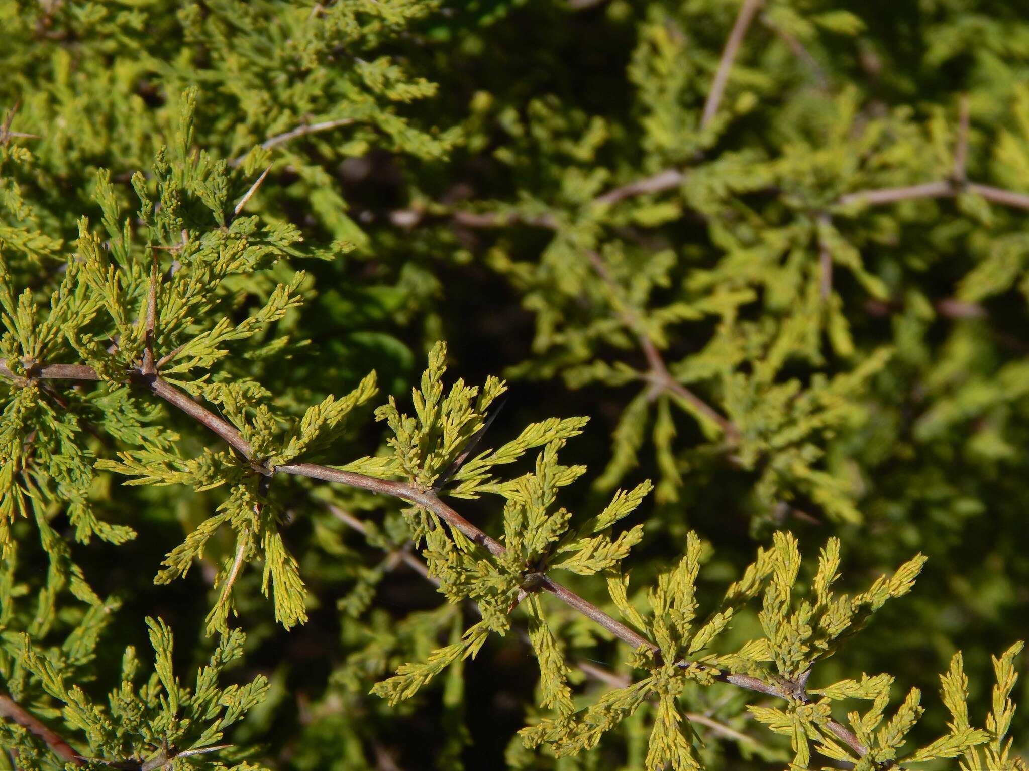 Image of Asparagus capensis L.