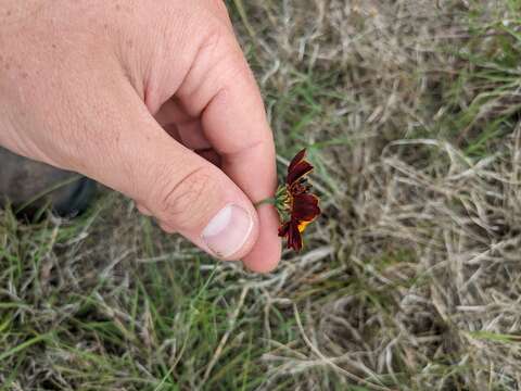 Image de Thelesperma burridgeanum (Regel, Korn. & Rach.) Blake