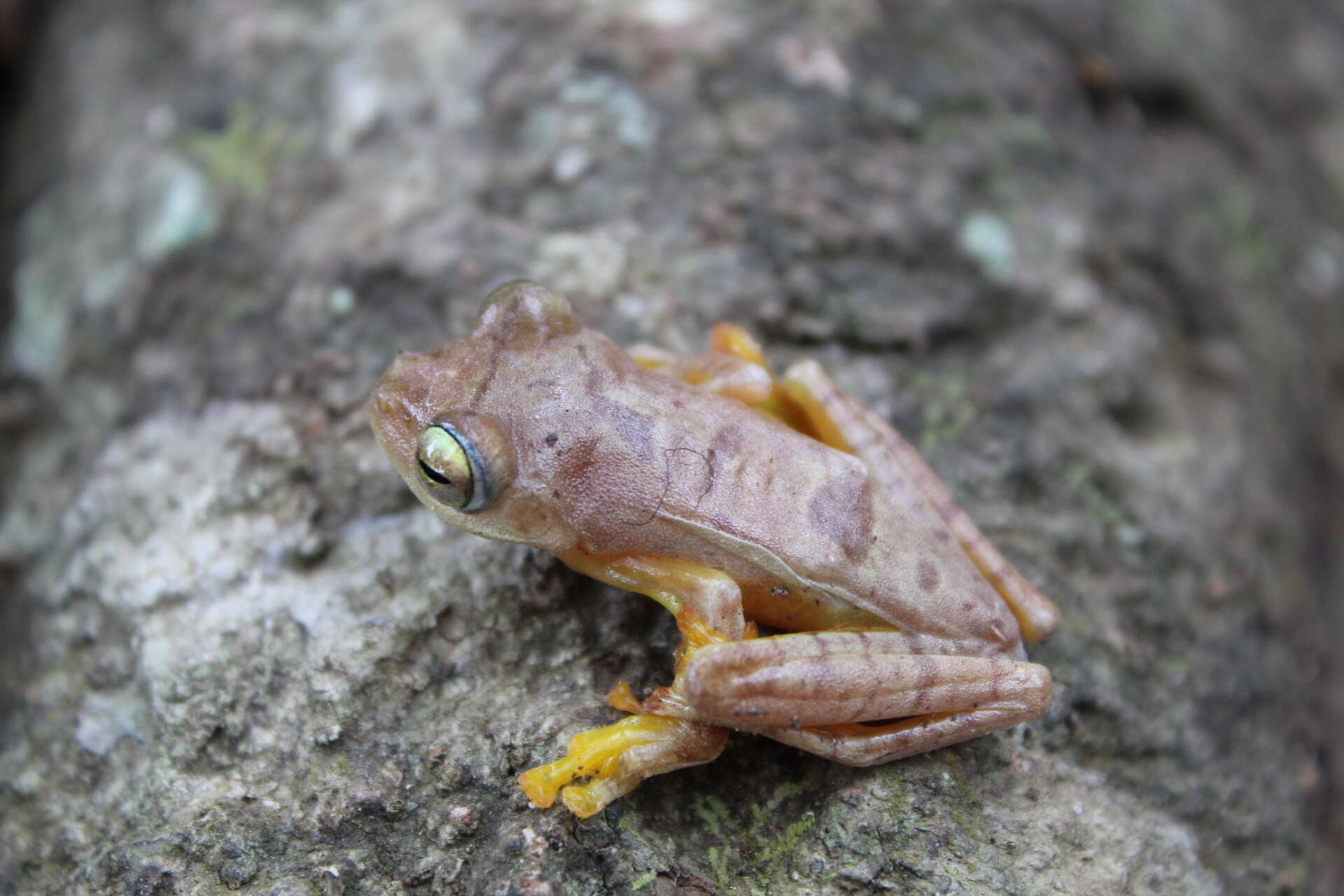 Rhacophorus pardalis Günther 1858 resmi