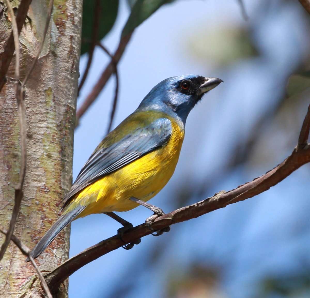 Image of Rauenia bonariensis darwinii (Bonaparte 1838)