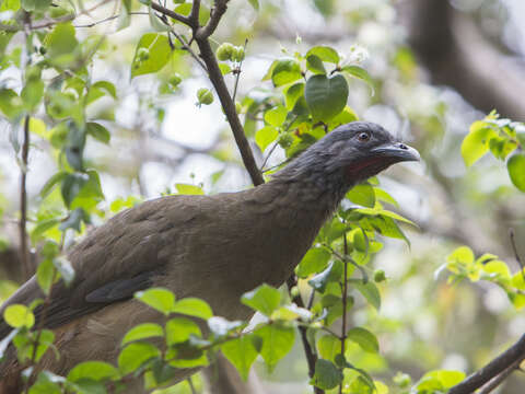 Image of Rufous-vented Chachalaca