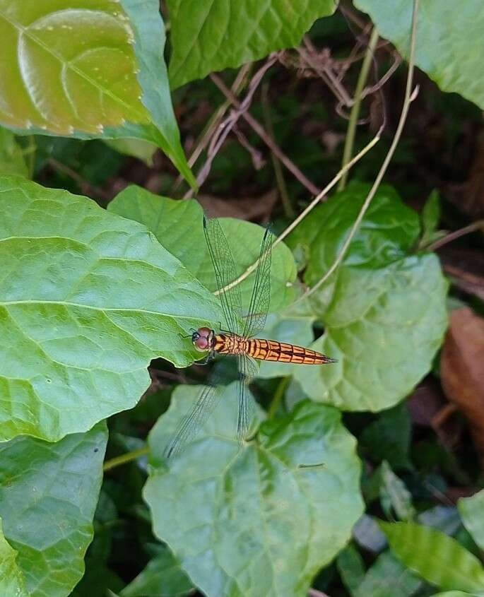 Plancia ëd Lyriothemis acigastra (Selys 1878)