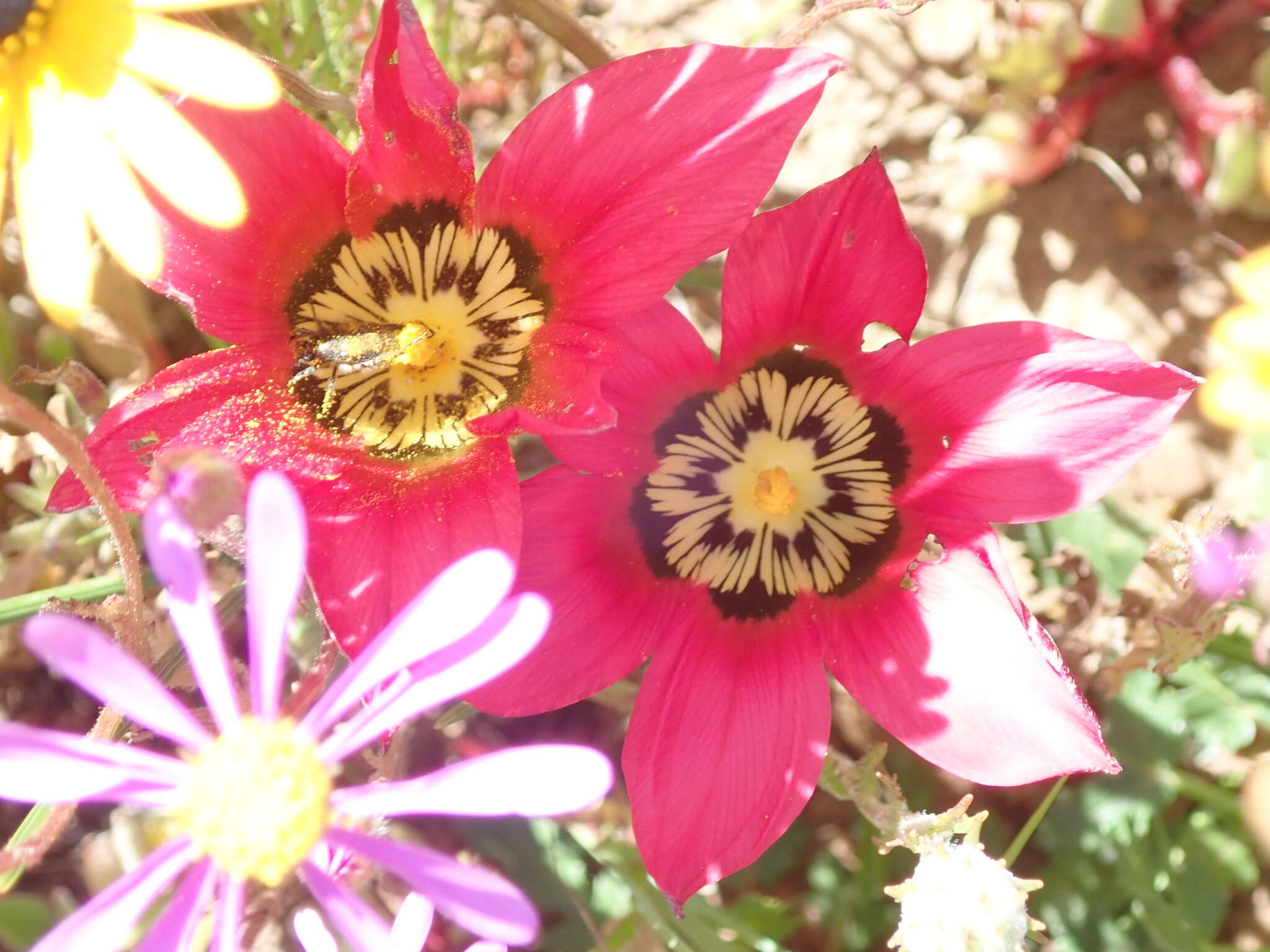 Image of Romulea pudica (Sol. ex Ker Gawl.) Baker