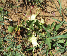 Image of devil's claw