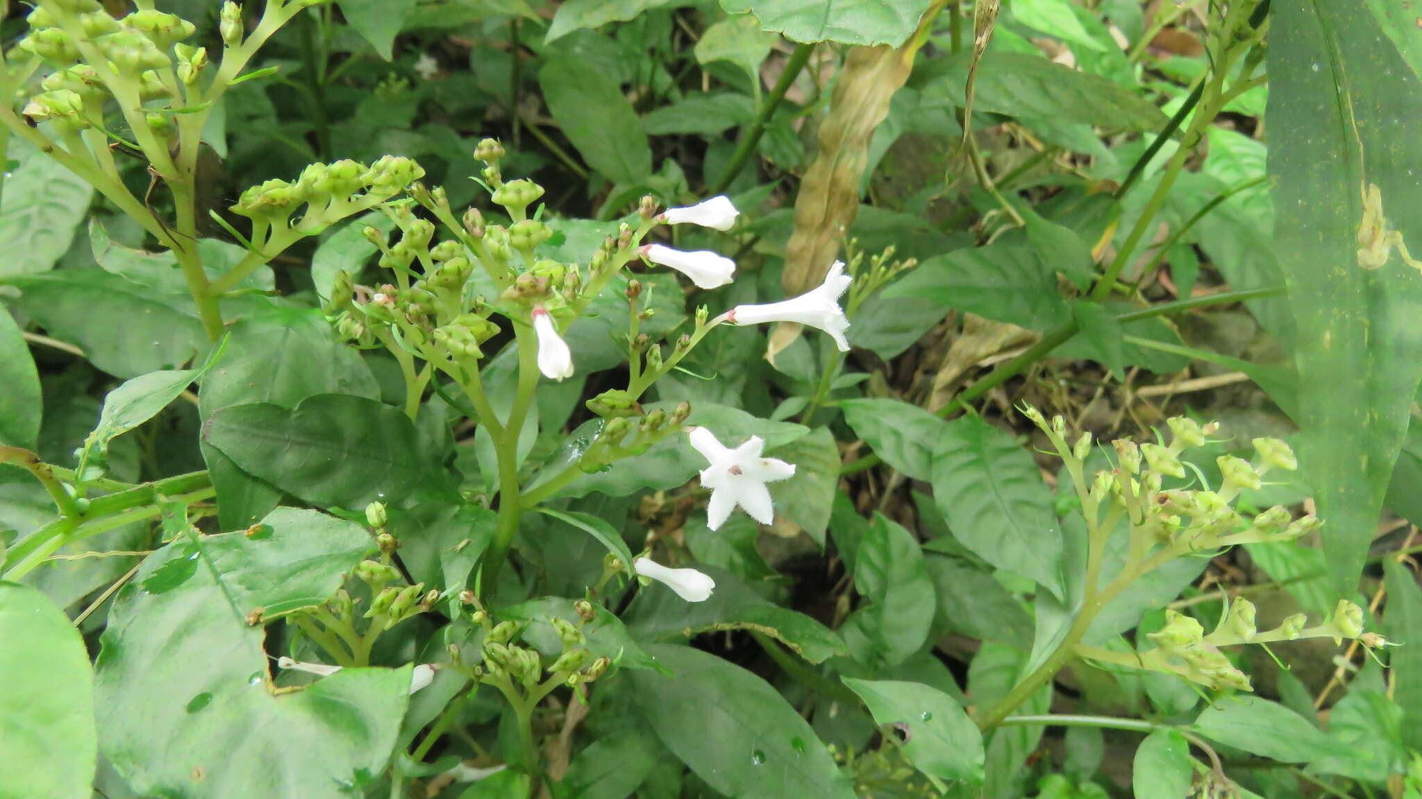 Plancia ëd Ophiorrhiza japonica Blume