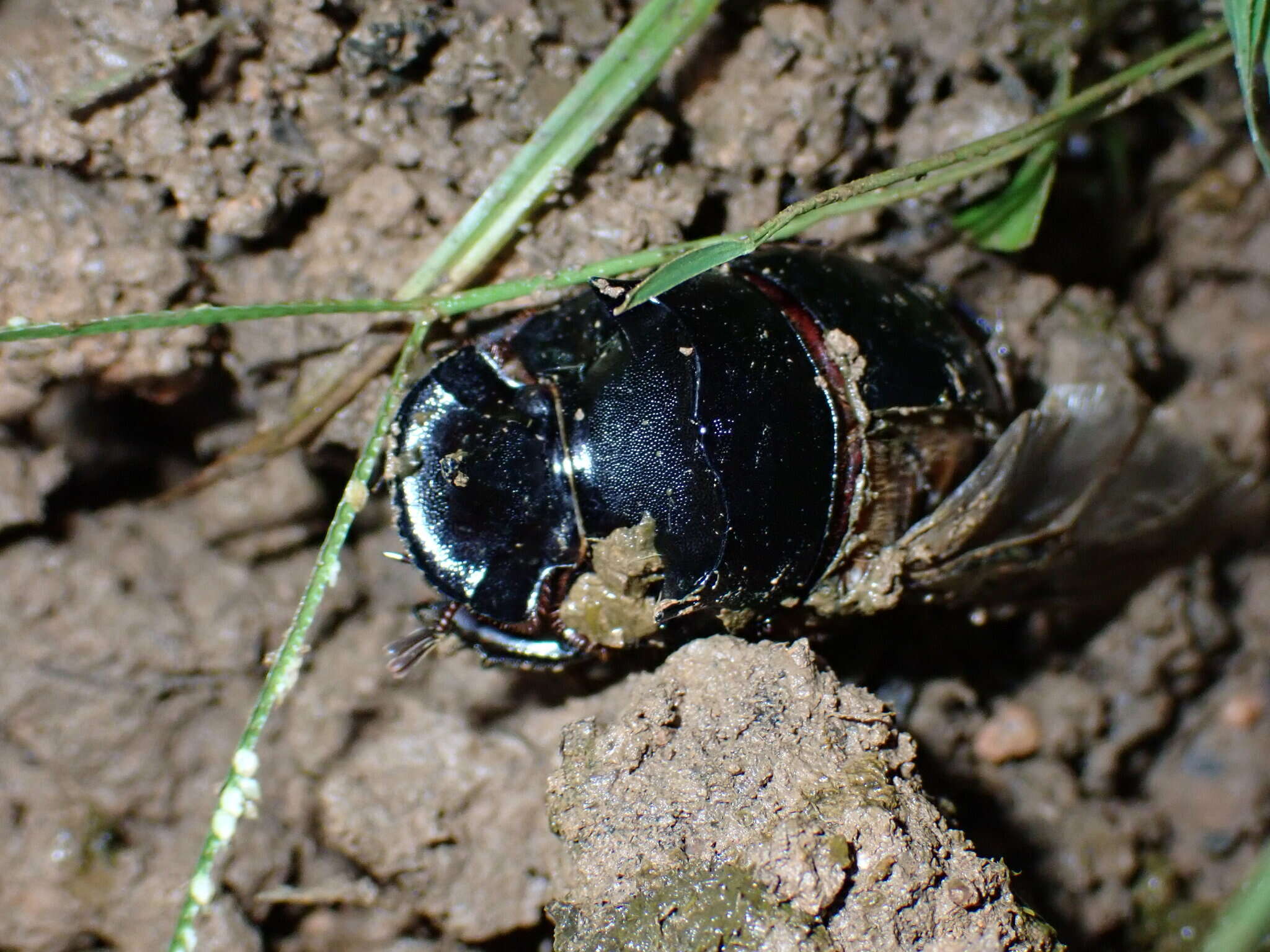 Image of Catharsius molossus (Linnaeus 1758)