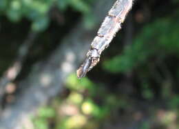 Image of Brush-tipped Emerald