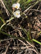 Image of grassy arrowhead