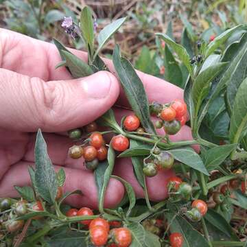 Image de Solanum corymbosum Jacq.