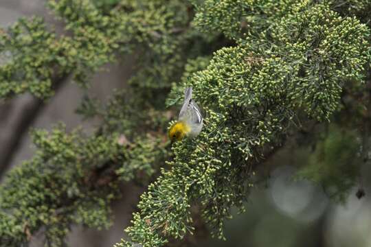 Image of Hermit Warbler