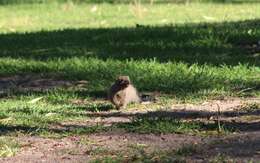 Image of Cape Gray Mongoose