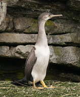 Image of Phalacrocorax punctatus oliveri Mathews 1930