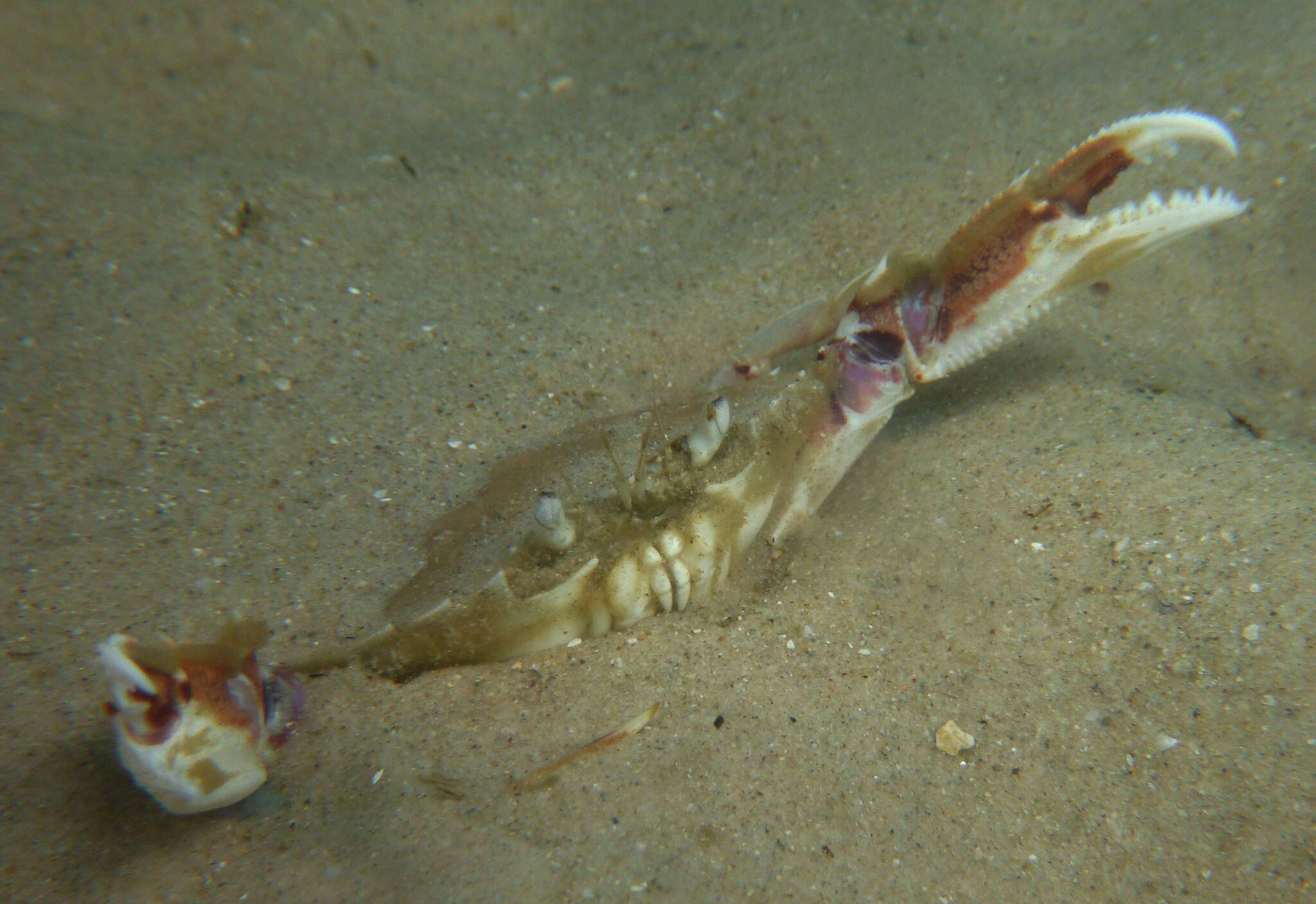 Image of Ovalipes australiensis Stephenson & Rees 1968