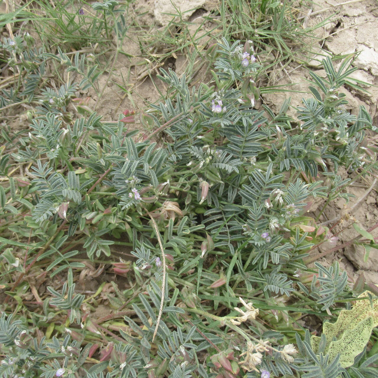 Image of Emory's milkvetch