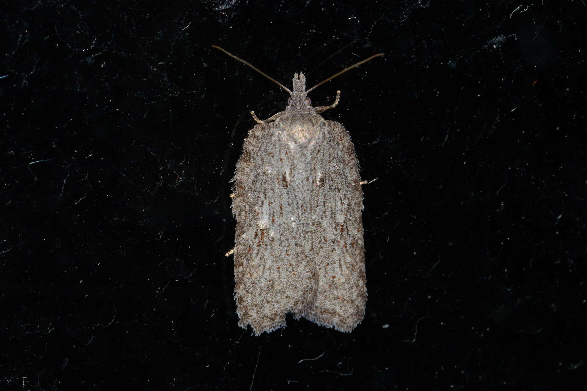 Image of Acleris maximana Barnes & Busck 1920