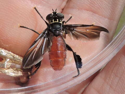 Image of Tachinid fly