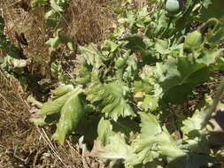 Image de Papaver somniferum subsp. somniferum