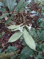 Image of Schizocolea linderi (Hutch. & Dalziel) Bremek.