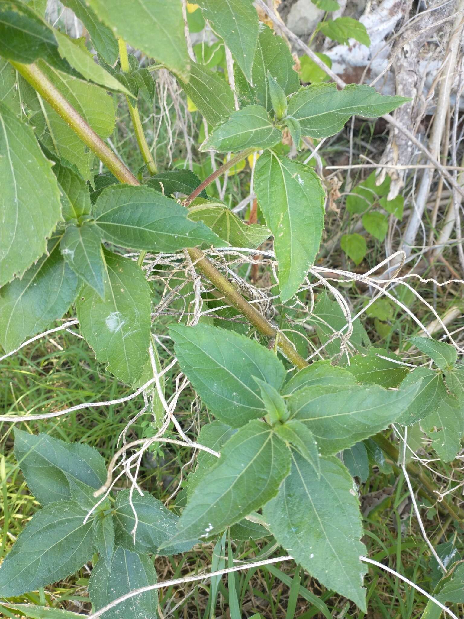 Image of Melanthera latifolia (Gardn.) Cabrera