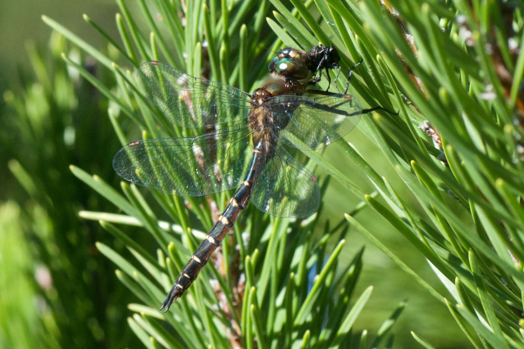 Image of Ranger Dragonfly