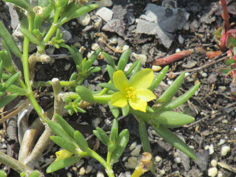 Image of redstem purslane