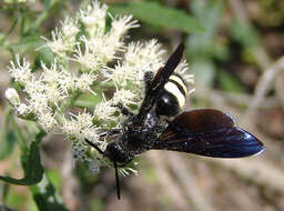 Image of Scolia bicincta (Fabricius 1775)