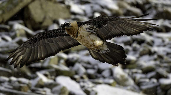 Image of Gypaetus barbatus barbatus (Linnaeus 1758)